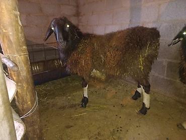 Баран, овца: Продаю | Баран (самец) | На забой, Для разведения — 7