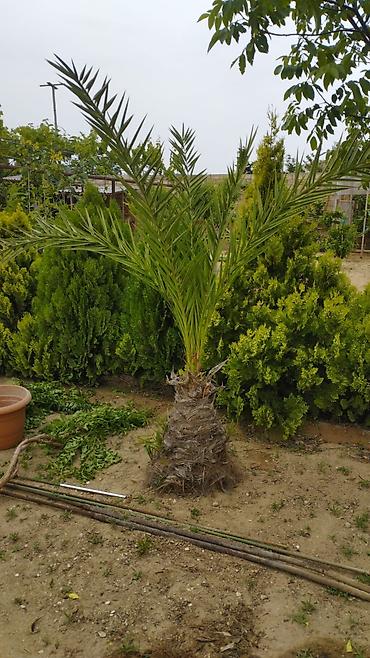 palma agaci satilir: Xurma (xurma xurması) dekorativ palma ağacı - Növ: Phoenix — 1