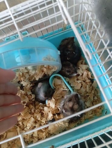 cunqarik qəfəsi: Hamsterleri qəfəsi ile birlikde satıram,3 hamsterdirsadəce balalayir