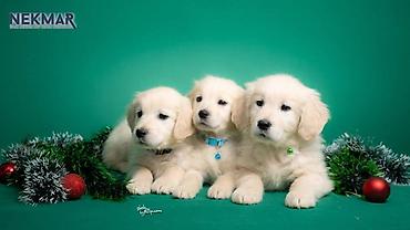 Psi: Dostupni za rezervaciju štenci Zlatnog retrivera, vakcinisani, redovno — 2