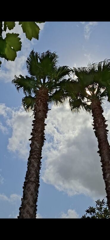 Ağaclar: Vaşinqton palma ağacları bütün ölçülər mövcuddur. 100 fayiz zemanet — 9
