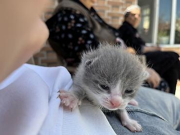 Pişiklər: Şotland, Erkək, Dişi, Yaxşı əllərə, Ünvandan götürmə — 6