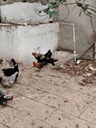 Ördəklər: Başlıq:Ev quşları Təsvir: Həyət quşları satılır: - Ördeyin xoruzu – — 8