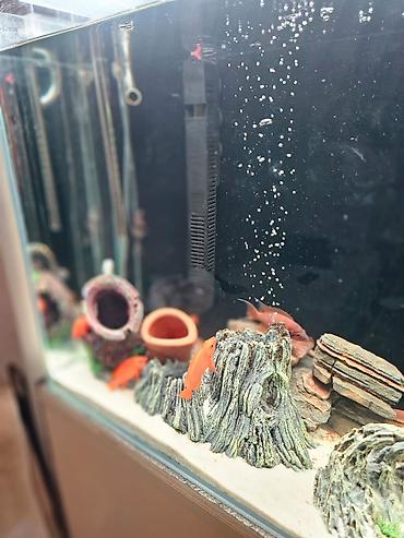 akvarium qiymetleri: Dördbucaq akvarium, Balıqlarla birlikdə, 180 l, Ünvandan götürmə — 4