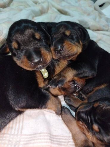 Stenci dobermana na prodaju sa papirama, ostenjeni 12.juna. Papiri se