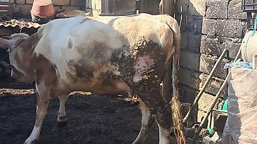 Inəklər, öküzlər: Dişi, Simental, il: 3, 450 kq — 7