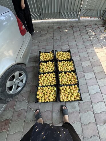 молочный оборудование: Продаю орук местный Оптом