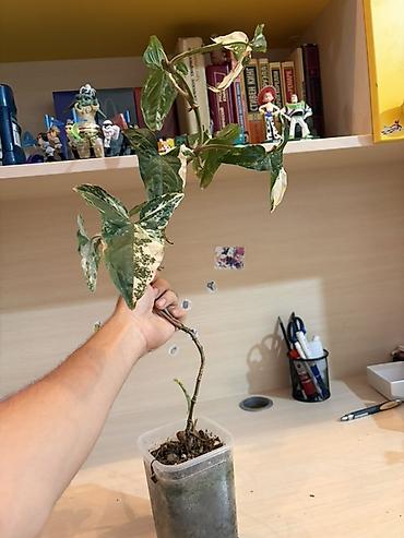 yosun: Syngonium podophyllum “Albo Variegata” – variegasiyalı otaq bitkisi - — 1
