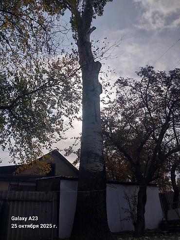 продаю фермы: Дрова Тополь — 3