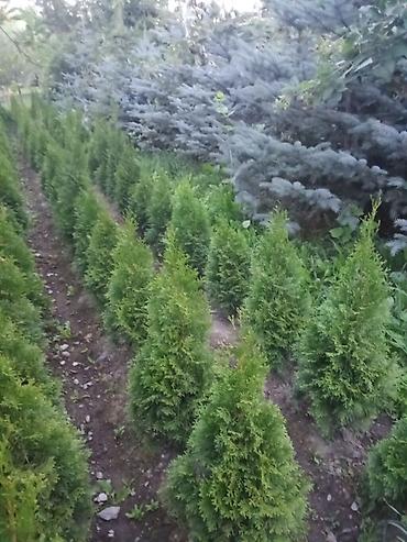 ысык куле: Европадан алынып келип, өзүбүздүн шартта өстүрүлгөн декоративдүү — 4