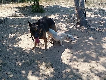 kiçik heyvanlar: Pitbul, 1 il, Dişi, Peyvəndli, Ödənişli çatdırılma — 2