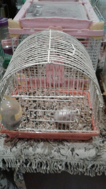 Qəfəslər: Xamyak ucun Qefes satilir qiyməti 25 azn bashqa qefeslerde var -da lalafo.az — 19 Qəfəslər: Xamyak ucun Qefes satilir qiyməti 25 azn bashqa qefeslerde var — 19