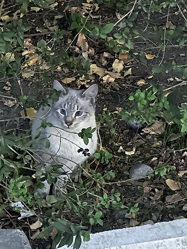 кошки жалал абад: Котята ищут дом! 🐱❤️ даром Котята живут на улице и очень нуждаются в — 1