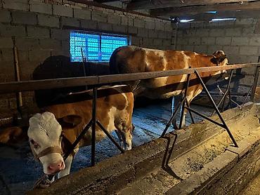 балык малёк: Сатам | Уй (ургаачы) | Монбельярд | Сүт алуу үчүн | Байланган — 10