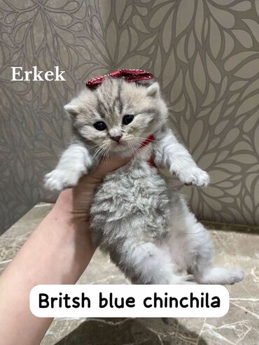 pişiyi: Britan, Erkək