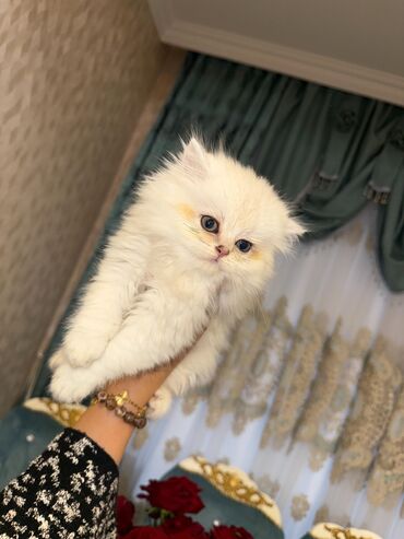 Pişiklər: Şotland yastı qulaq, Erkək, Dişi, Yaxşı əllərə, Ünvandan götürmə, Pulsuz çatdırılma, Ödənişli çatdırılma — 12