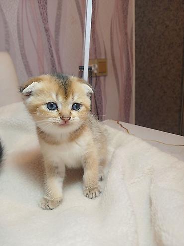 Pişiklər: Erkək — 9