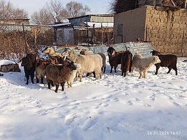 Козы, козлы: Продаю | Коза (самка), Козёл (самец), Козлёнок | Полукровка, Нубийская, Битал | На забой, Для разведения | Племенные, Осеменитель — 9