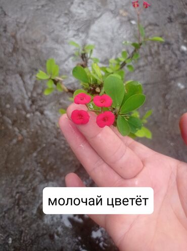 молочай цветок: Молочай Миля, также известный как «Терновый венец», — это красивое и