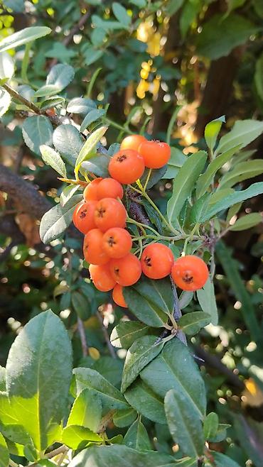 физалис купить: Пироканта (Pyracantha) — декоративный кустарник оранжевыми кустк — 2