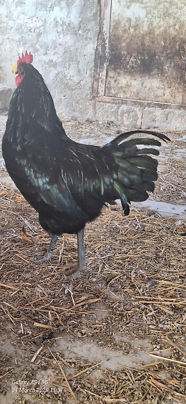 qaz farm: Xoruz, il: 1 — 7