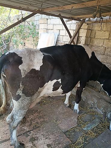 i̇nəklər: Dişi, Holsteyn, il: 4, 250 kq, Ətlik, Ünvandan götürmə — 1