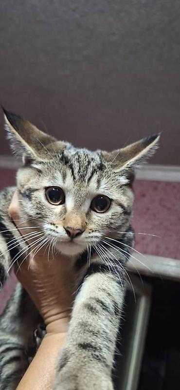 Отдам даром кошку: Отдам в хорошие руки кошечек. порода британки. им 4 месяца. к лотку — 3