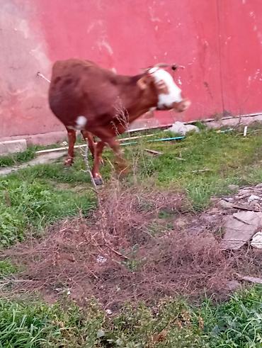 Inəklər, öküzlər: Satılır: qara rəngli danalıq inək - Cins: yerli tip, qara rəng, alın — 7