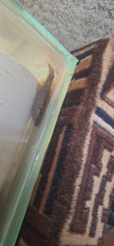 Akvariumlar: Dördbucaq akvarium, Balıqlarla birlikdə, 64 l, Ünvandan götürmə — 11