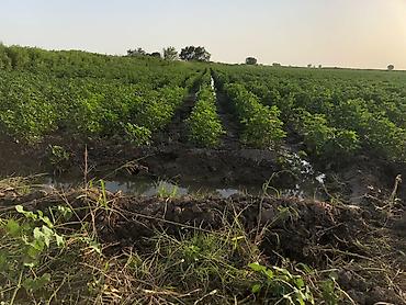 Kommersiya daşınmaz əmlakının satışı: 150 HEKTAR ƏRAZİ satılır İMİŞLİDƏ 110 HEKTAR Mülkiyyət Əkin — 10