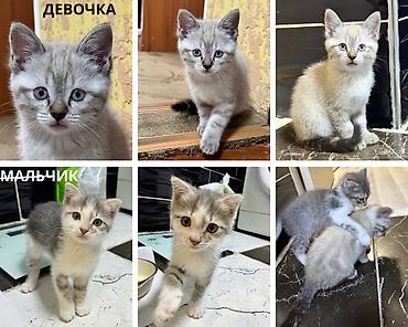 котята: 🐾 Отдам котят в добрые руки Мальчик и девочка — брат и сестра, 2 — 3
