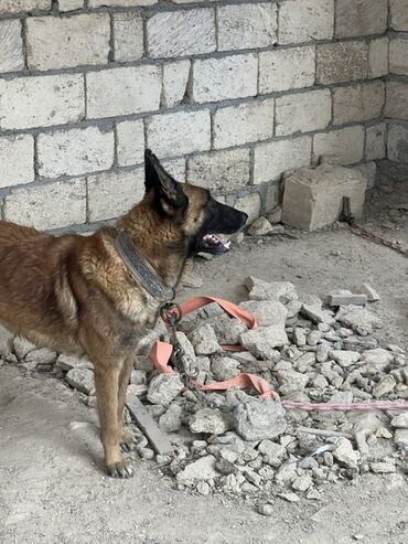 İtlər: Belçika çoban iti, 2 il, Erkek, Peyvəndli — 10