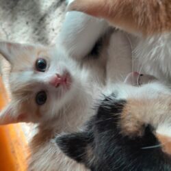 купить породистую кошку: Экзотическая, 2 месяца, Мальчик, Биколор