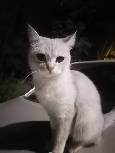 Британская короткошёрстная, 5 месяцев, Девочка, Серебристая шиншилла