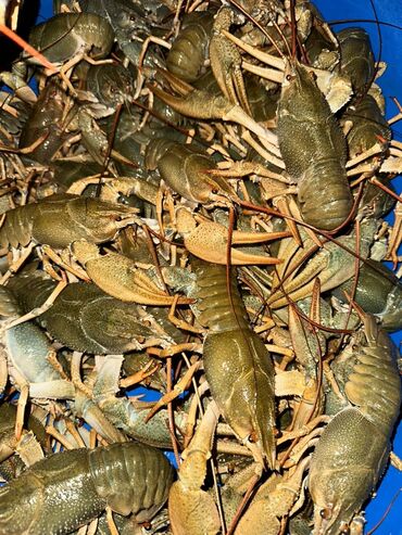 умный аквариум: Жаңы кармалган