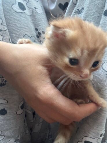 домик для котов: Котята Вислоухие британцы отдаются БЕСПЛАТНО в хорошие руки СРОЧНО!