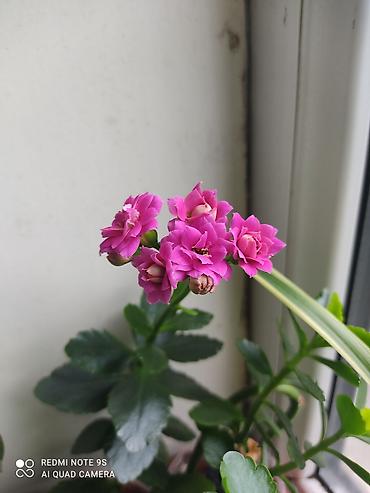 Другой декор и предметы интерьера: Распродажа алоэ и другие цветы по 100 сом — 19