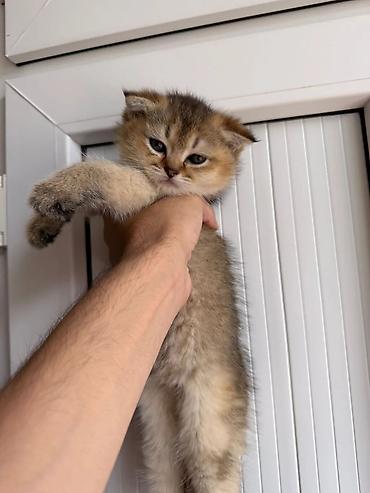 Pişiklər: Britan — 8