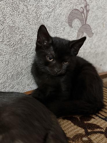кошку в добрые руки: Кошка даром: Скотиш Страйт (Шотландская прямоухая), 3 месяца, Девочка, Приучена к лотку — 3