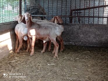 Бараны, овцы: Продаю | Баран (самец) | Арашан | Для разведения | Осеменитель