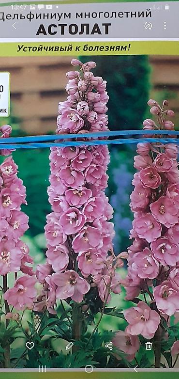 Семена газона: Продается семена дельфиниумов и катарантусов. 1 пачка - 80 сом. Проф — 3