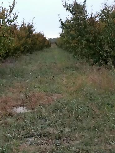 Daşınmaz əmlak: Kənd təsərrüfatı, Mülkiyyətçi, Kupça (Çıxarış) — 4