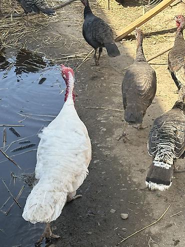Птицы: Индюшки 10 самок и 2 самца — 2