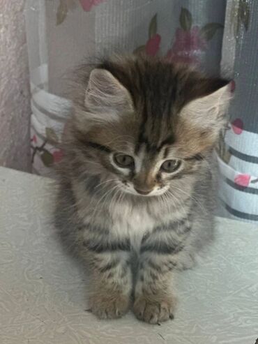 сиямский кот: Котенок 2 месяцадевочка ищет себе новый дом. Очень миленькаяу нее
