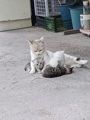 Мышыктар: Котята от домашней кошки - Окрас: один белоснежный, два — 5
