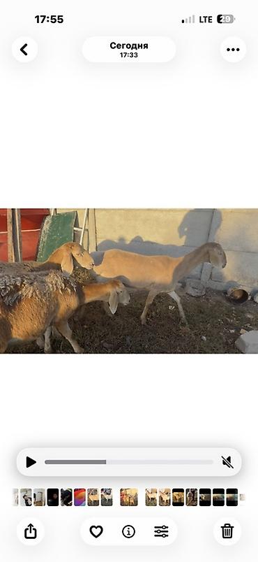 би 6: Продаю | Овца (самка), Ягненок | Арашан | Для разведения | Матка, Ярка — 1