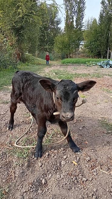 Продам с/х животных: Продаю | Музоо, торпок | Ангус | На откорм | Привязанные — 5