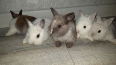 Dovşanlar: Temiz qan xirda sort karlik balalari demey olarki her renqde var -da lalafo.az — 12 Dovşanlar: Temiz qan xirda sort karlik balalari demey olarki her renqde var — 12