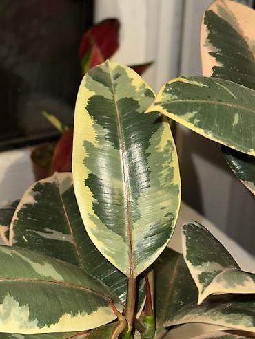 Фикусы: Фикус эластика вариегатный (Ficus elastica ‘Tineke’)
В горшке 3 стебля — 3