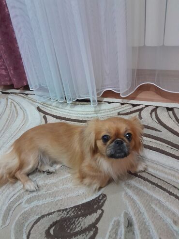 İtlər: Pekines, 11 ay, Dişi, Pulsuz çatdırılma